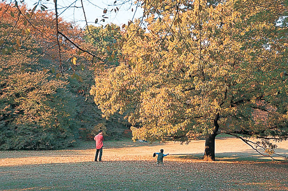 砧公園