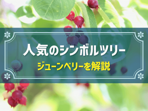 ジューンベリーで後悔しない植え方・選び方のコツ！シンボルツリーとしてのメリットも